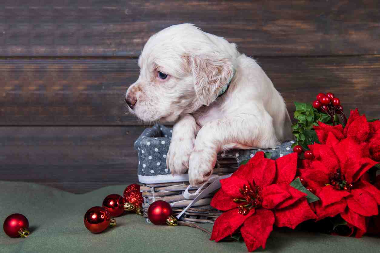 Stella Di Natale Velenosa Per I Cani.Il Cane Ha Mangiato Una Stella Di Natale Rischi E Rimedi Efficaci