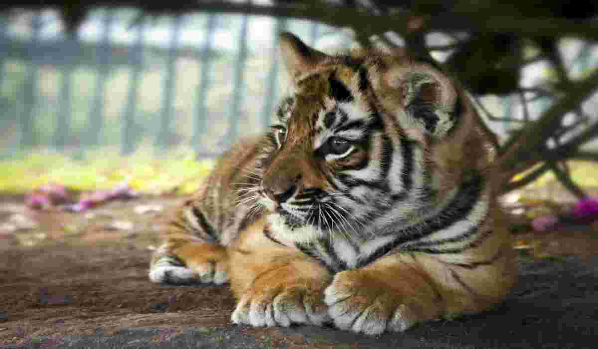 Un cucciolo di tigre (Foto Istock)