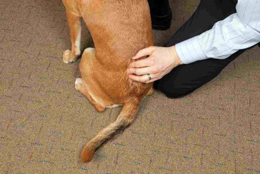 Problemi alla spina dorsale cane