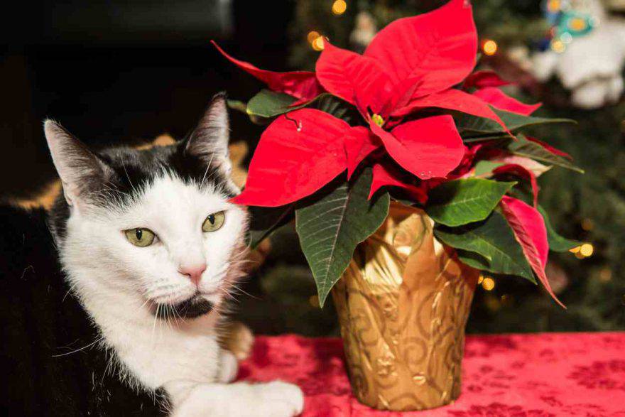 Stella Di Natale Gatti.Il Gatto Ha Mangiato La Stella Di Natale Rischi E Terapia