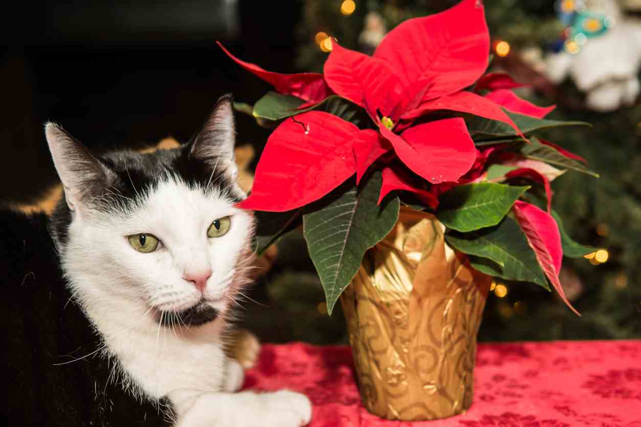 Stella Di Natale Colorata.Il Gatto Ha Mangiato La Stella Di Natale Rischi E Terapia