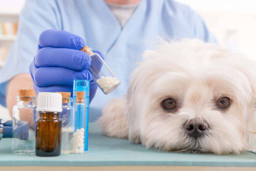 farmaci umani al cane