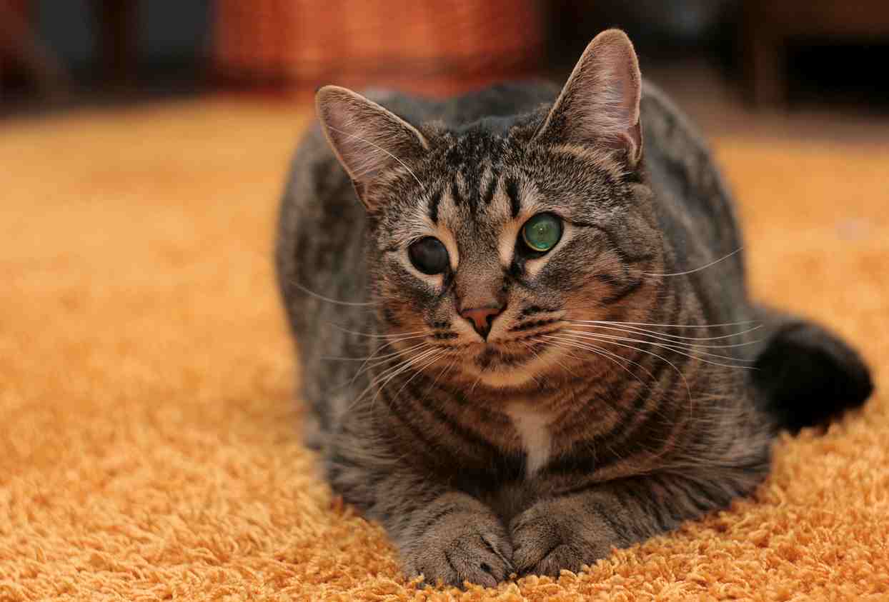 Come Aiutare Un Gatto A Ritrovare La Strada Di Casa