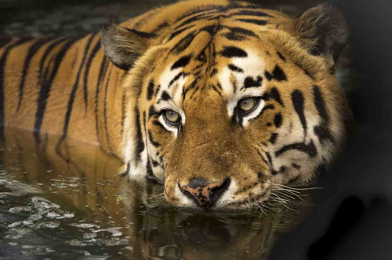 Lo sguardo misterioso della tigre (Foto Pixabay)
