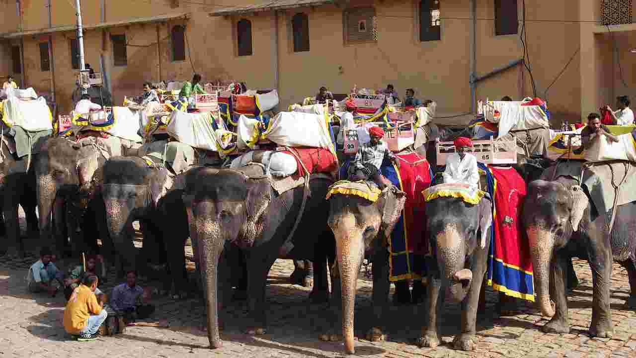 Elefanti che trasportano i turisti (Foto Pixabay)