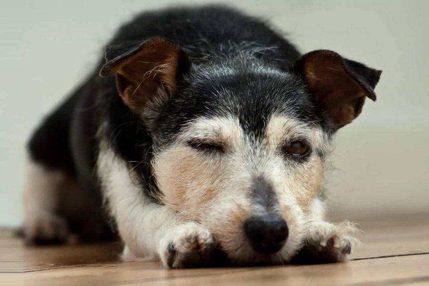 Il Cane Non Dorme Di Notte Cause Disturbi E Rimedi