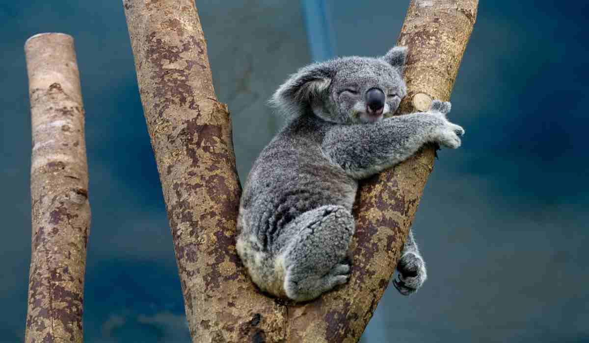 Il koala aggrappato alla vita (Fonte Pixabay)