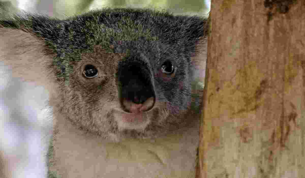 Tutta la dolcezza della koala Kate (Foto Pixabay) 