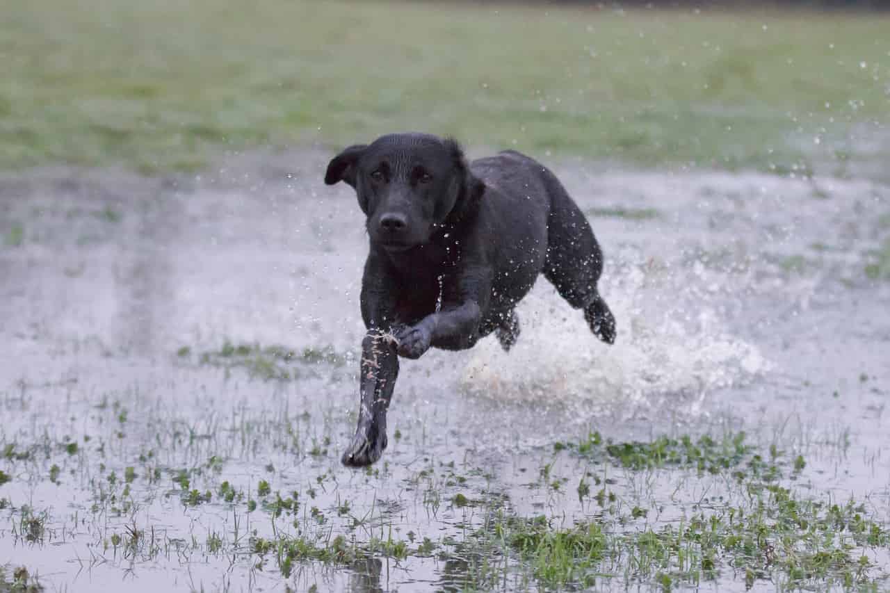 Il salvataggio del labrador (Foto Pixabay)