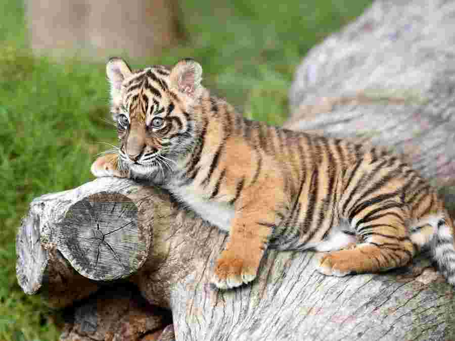 Il Verso Della Tigre Come Si Chiama