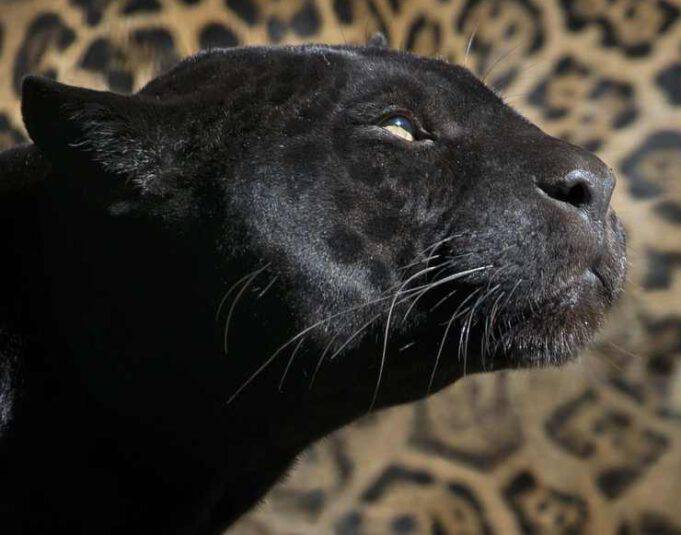 Pantera nera cosa mangia, dove vive,