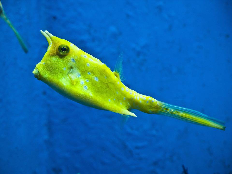 Pesce umano (Fonte Pixabay)