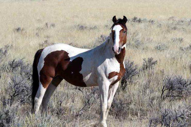 Razze di cavalli americani dal mustang al pony americano