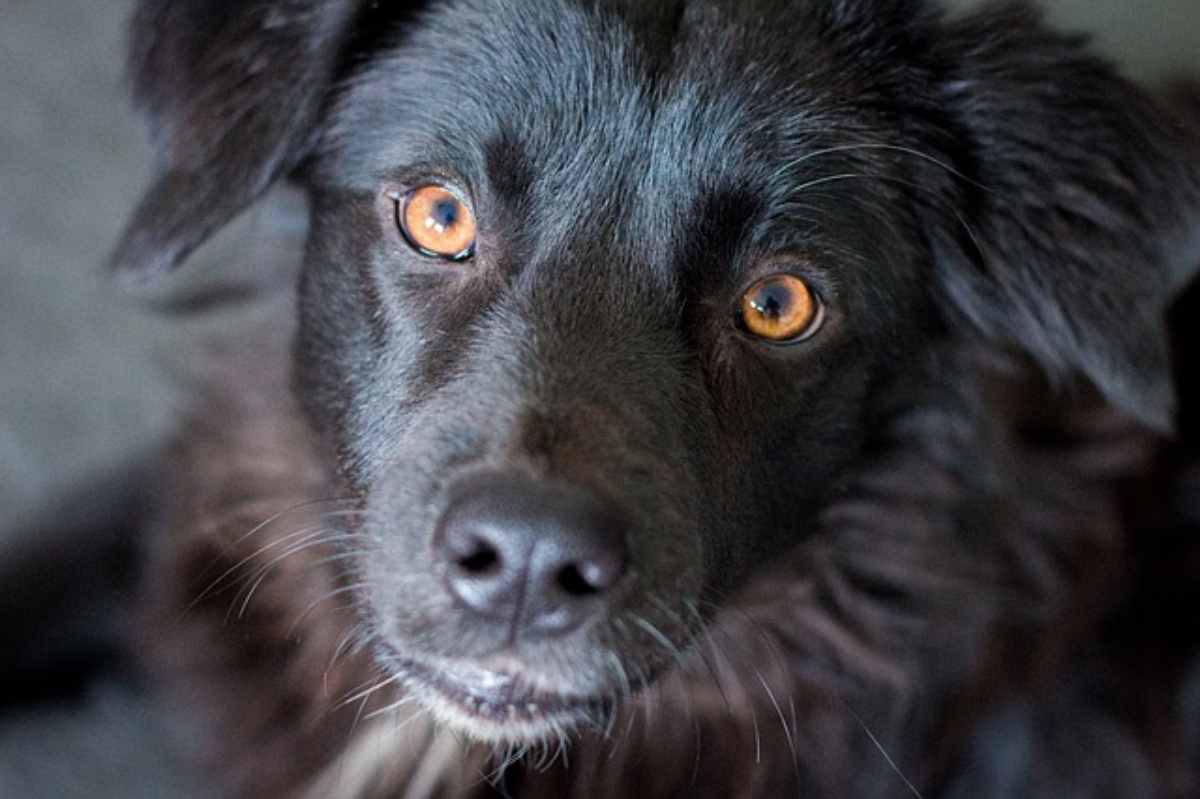 Ittero nel cane