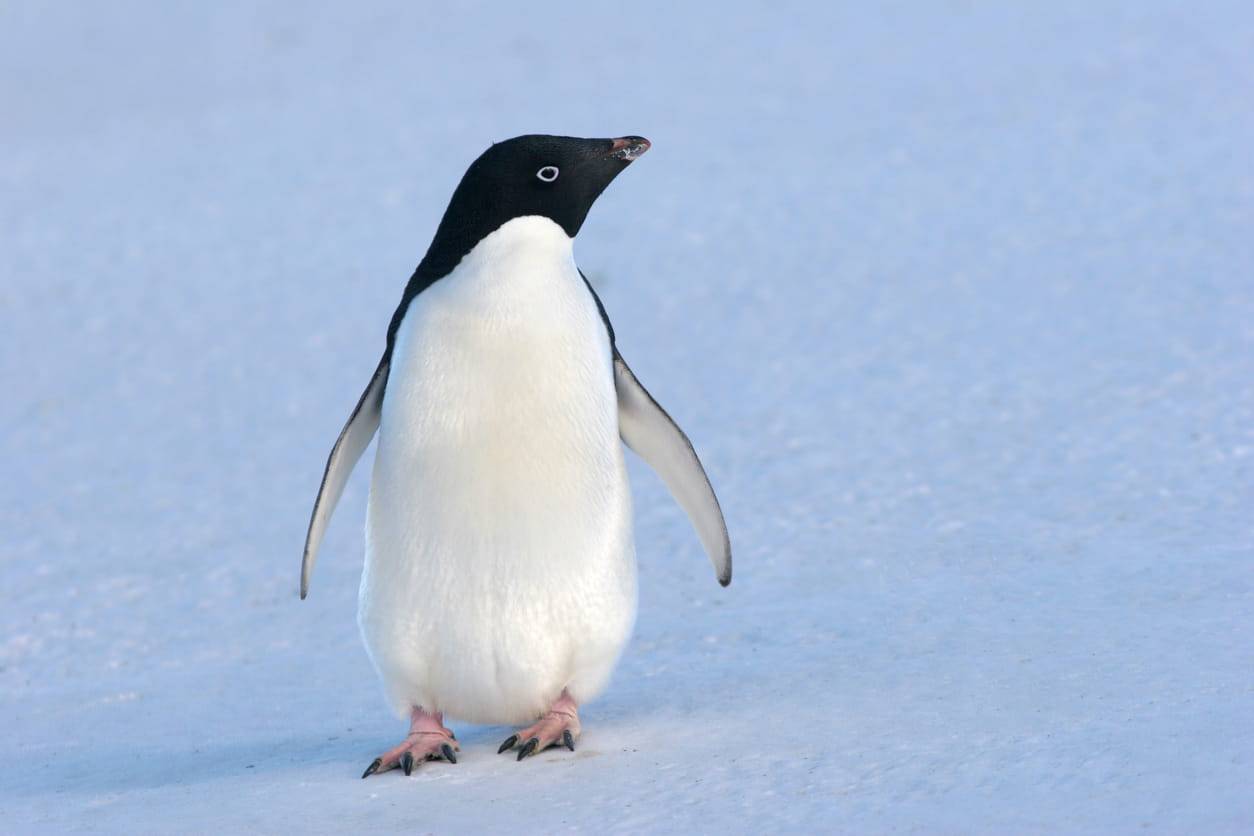Specie di pinguini
