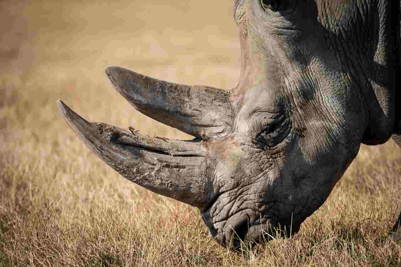Rinoceronte (Foto Pixabay)