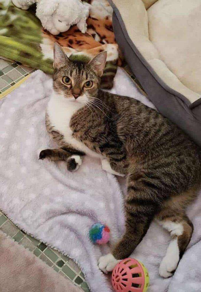 Il gatto dalle zampe corte che