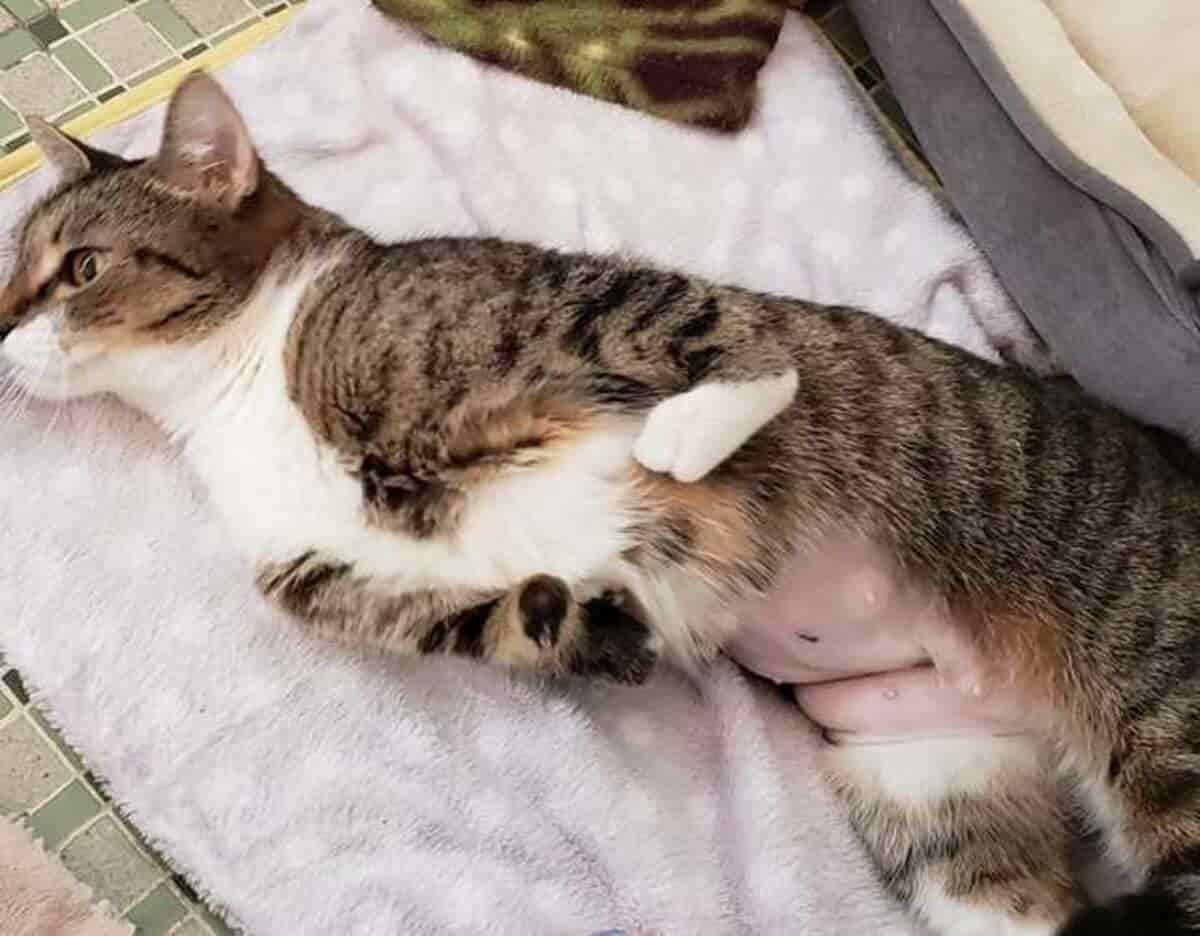 Il gatto dalle zampe corte che