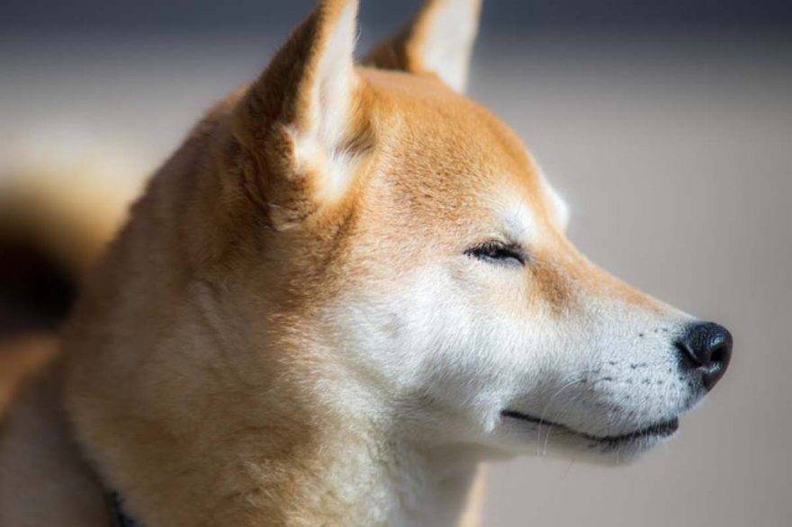 Oroscopo cane del segno del Capricorno  cane lavoro shiba inu