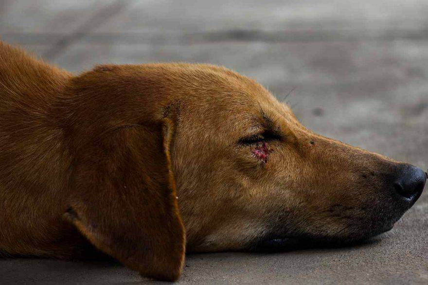 Sporotricosi nel cane