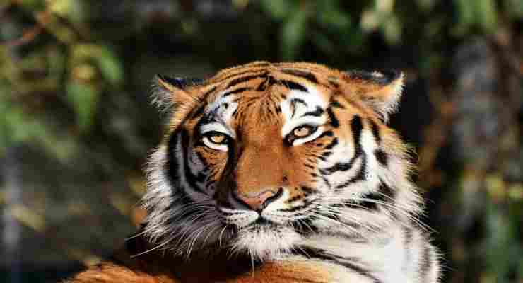 Il fascino della tigre in libertà (Foto Pixabay)