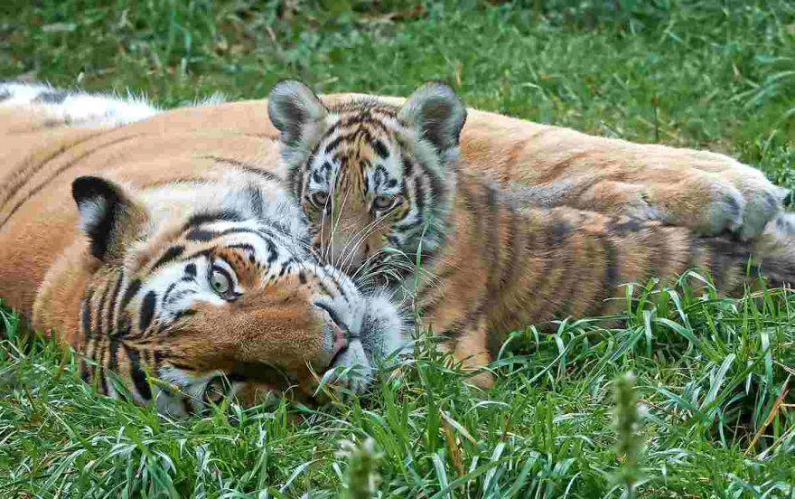 tigre con cucciolo