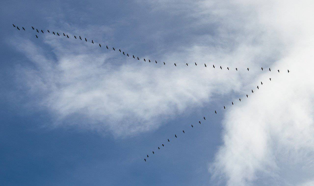 uccelli volano formazione V