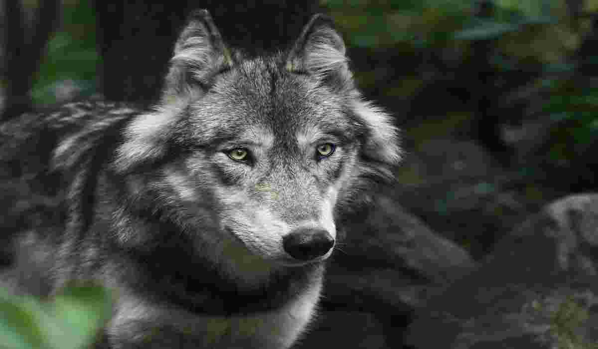 Lo sguardo misterioso del lupo solitario (Foto Pixabay)