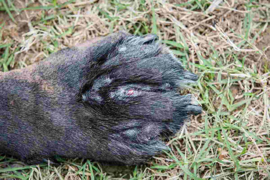 Pododermatite nel cane