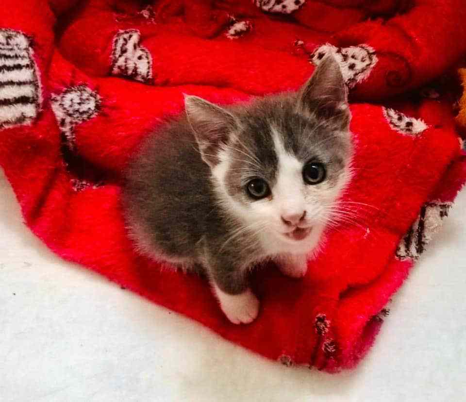 Gattina nel rifugio (Foto Compagnia Randagia Aps Facebook)