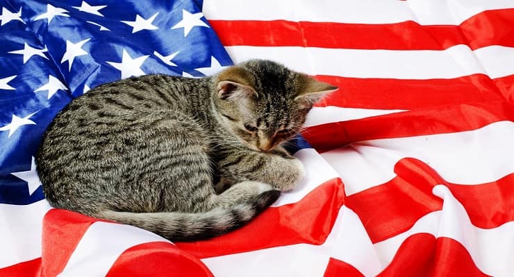 Nomi inglesi e americani per gatti