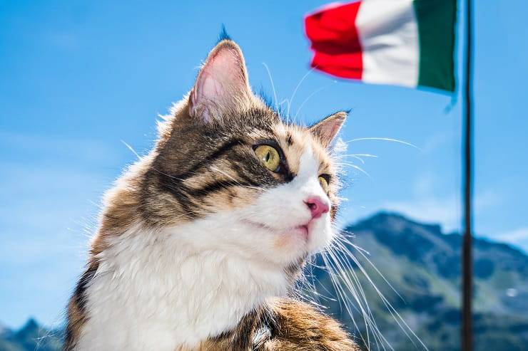 Nomi di gatti italiani