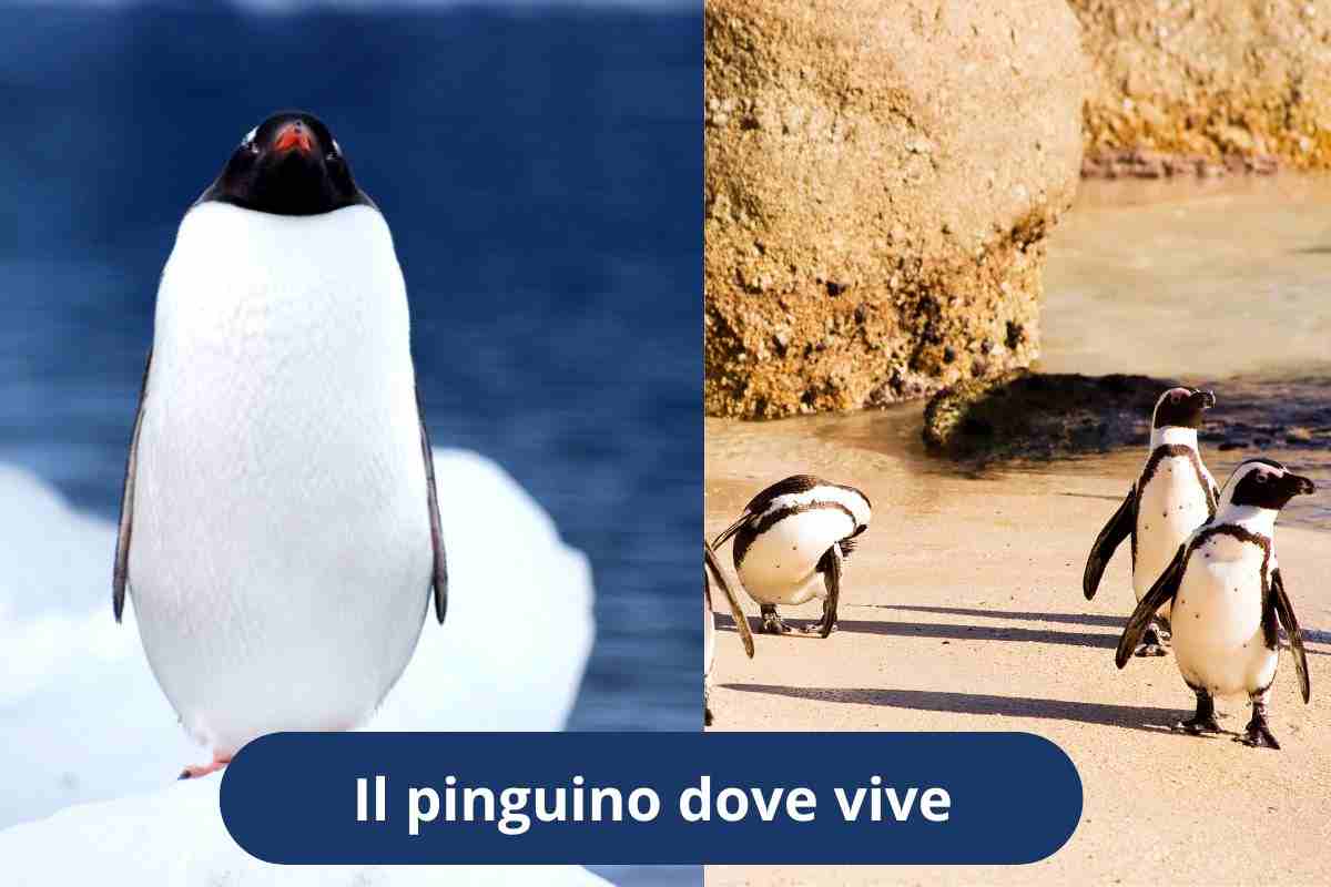 Pinguino in Antartide e pinguino in Africa