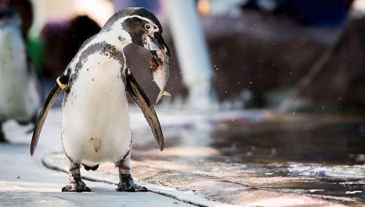 Pinguino sta mangiando un pesce