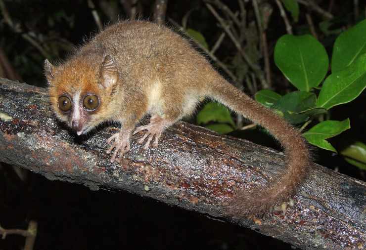 Lemure topo curiosità sui lemuri