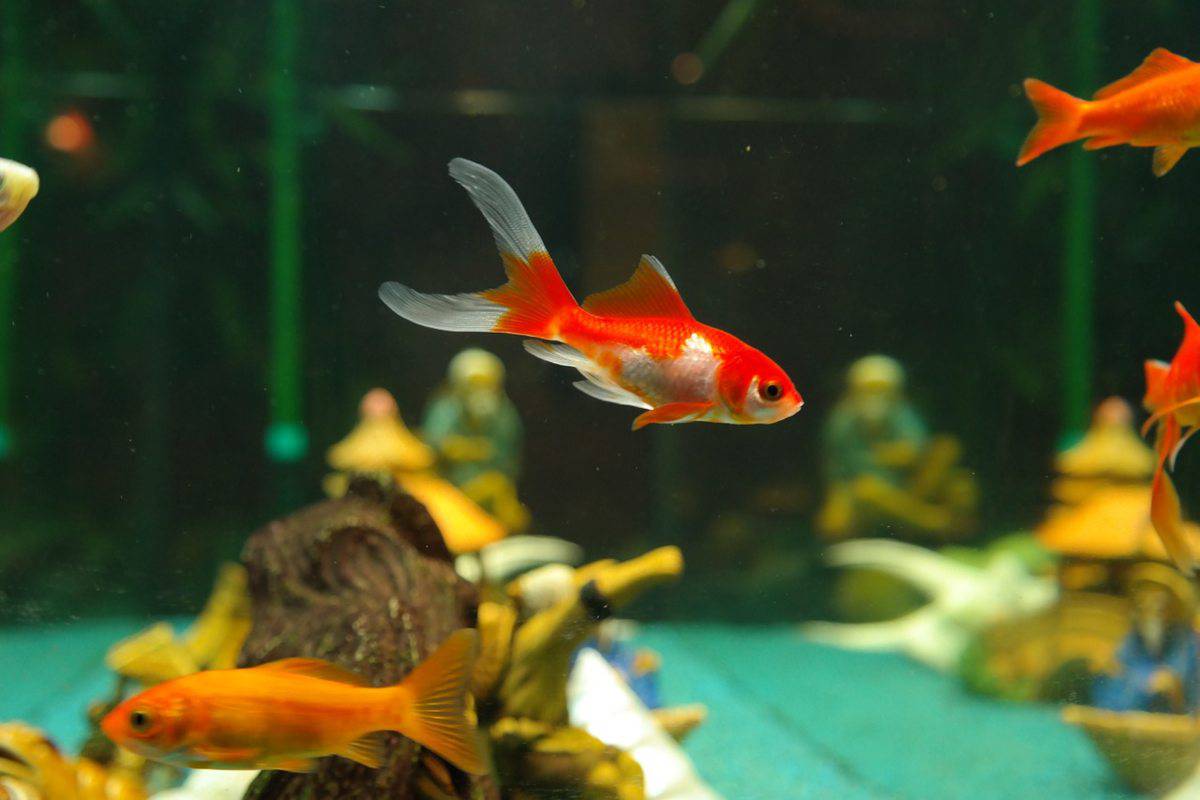 Miniblings Koi Pesci Rossi Portachiavi Pesce Rosso - Fatto a Mano