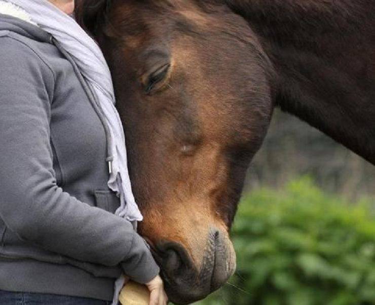 cavallo mostra affetto