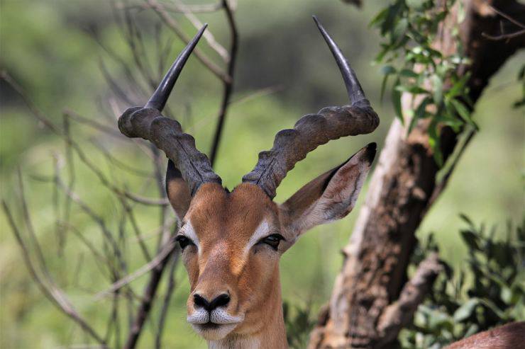 impala