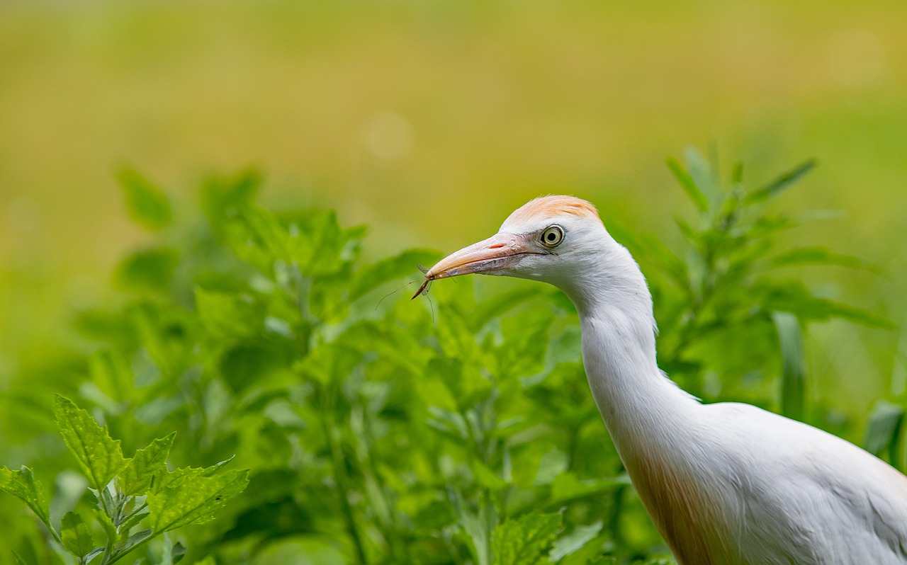 Animali Con La H I J K Tutti Quelli In Italiano E In Inglese