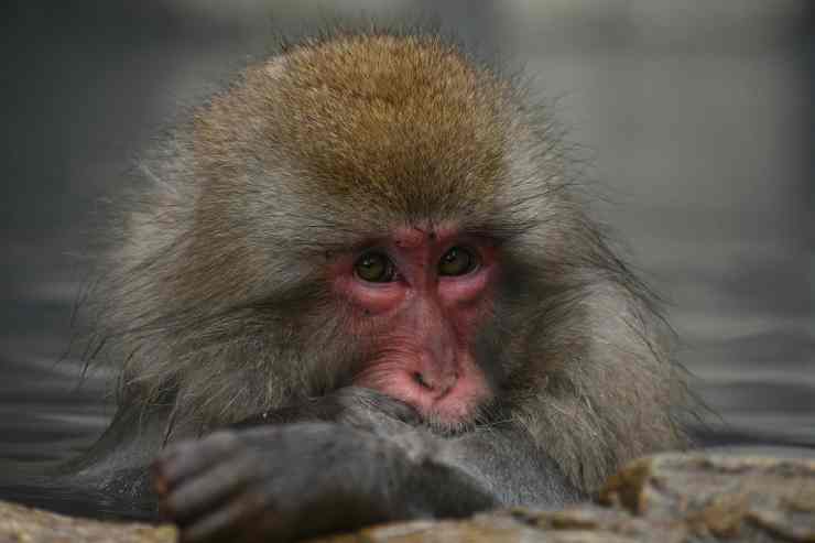 Macaco triste (Foto Pixabay)