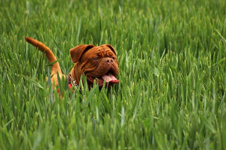 Mastino napoletano