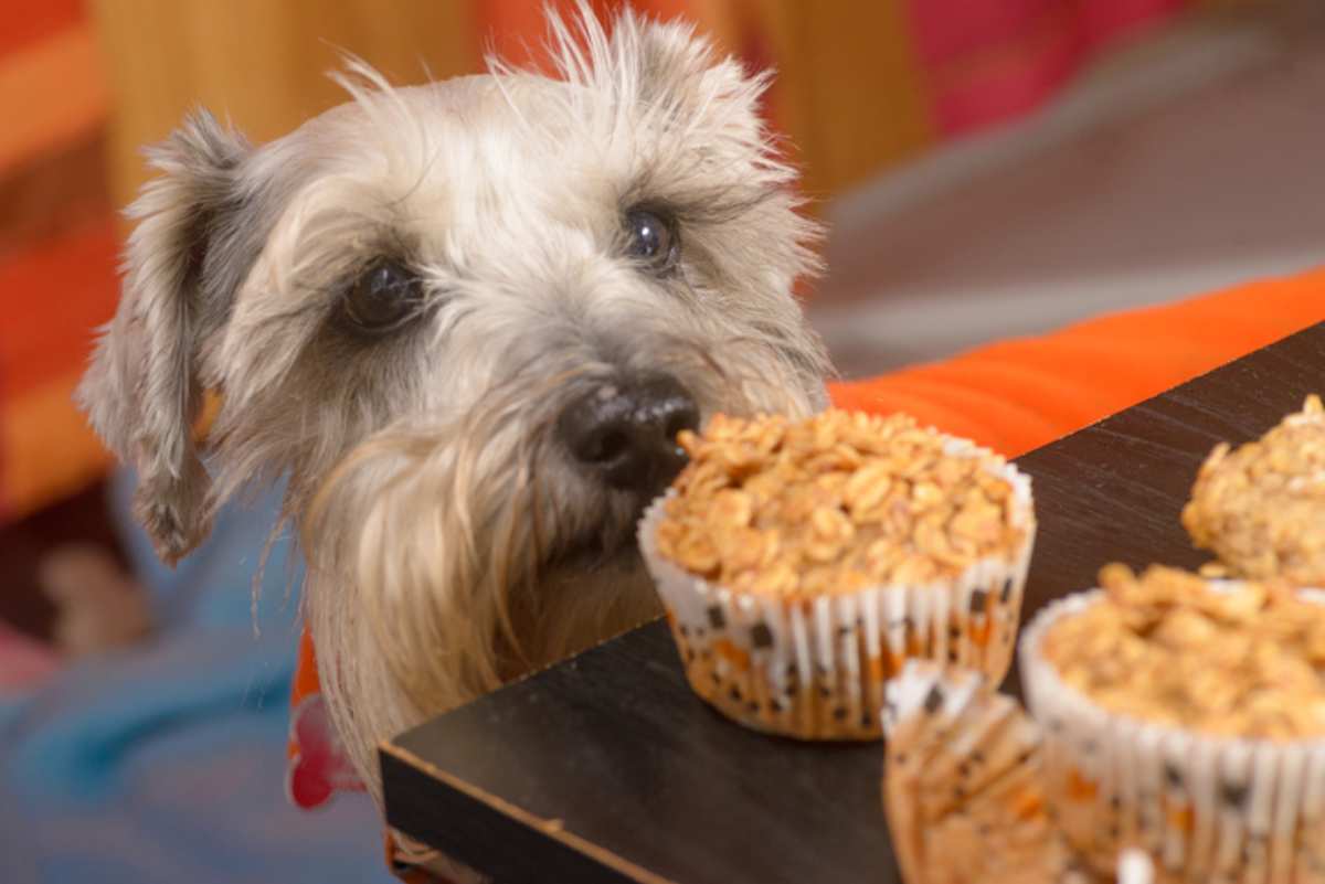 benefici dell avena nel cane