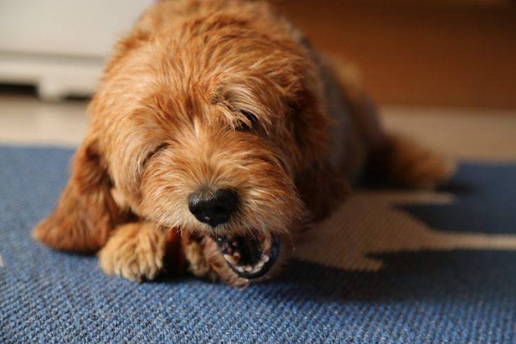 cane puo mangiare il cotechino