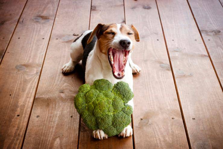 cane puo mangiare i broccoli