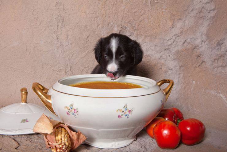 cane puo mangiare le zuppe