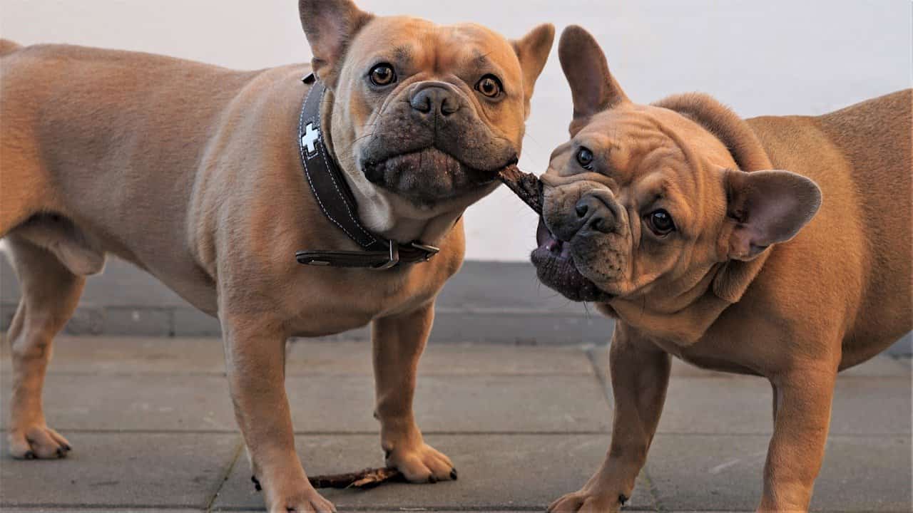 Nomi di cani femmine e maschi con la G