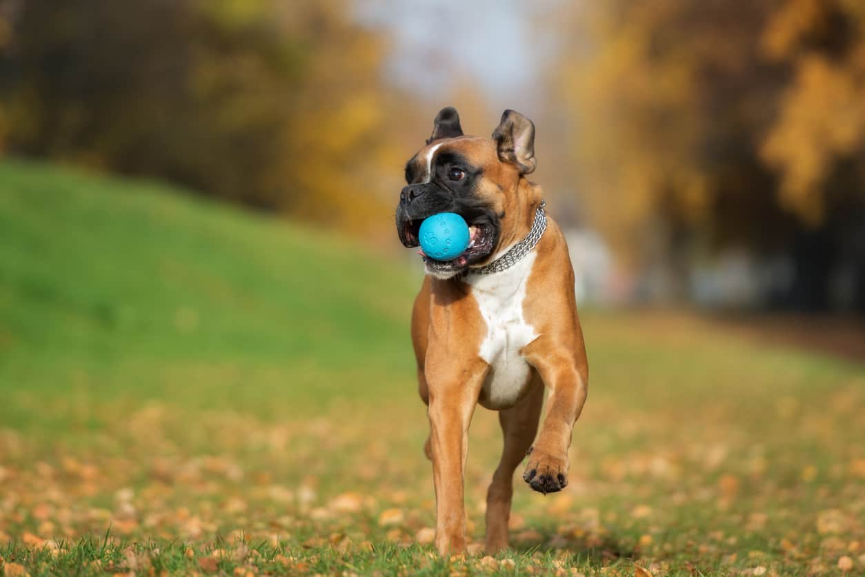 nomi di cani grandi