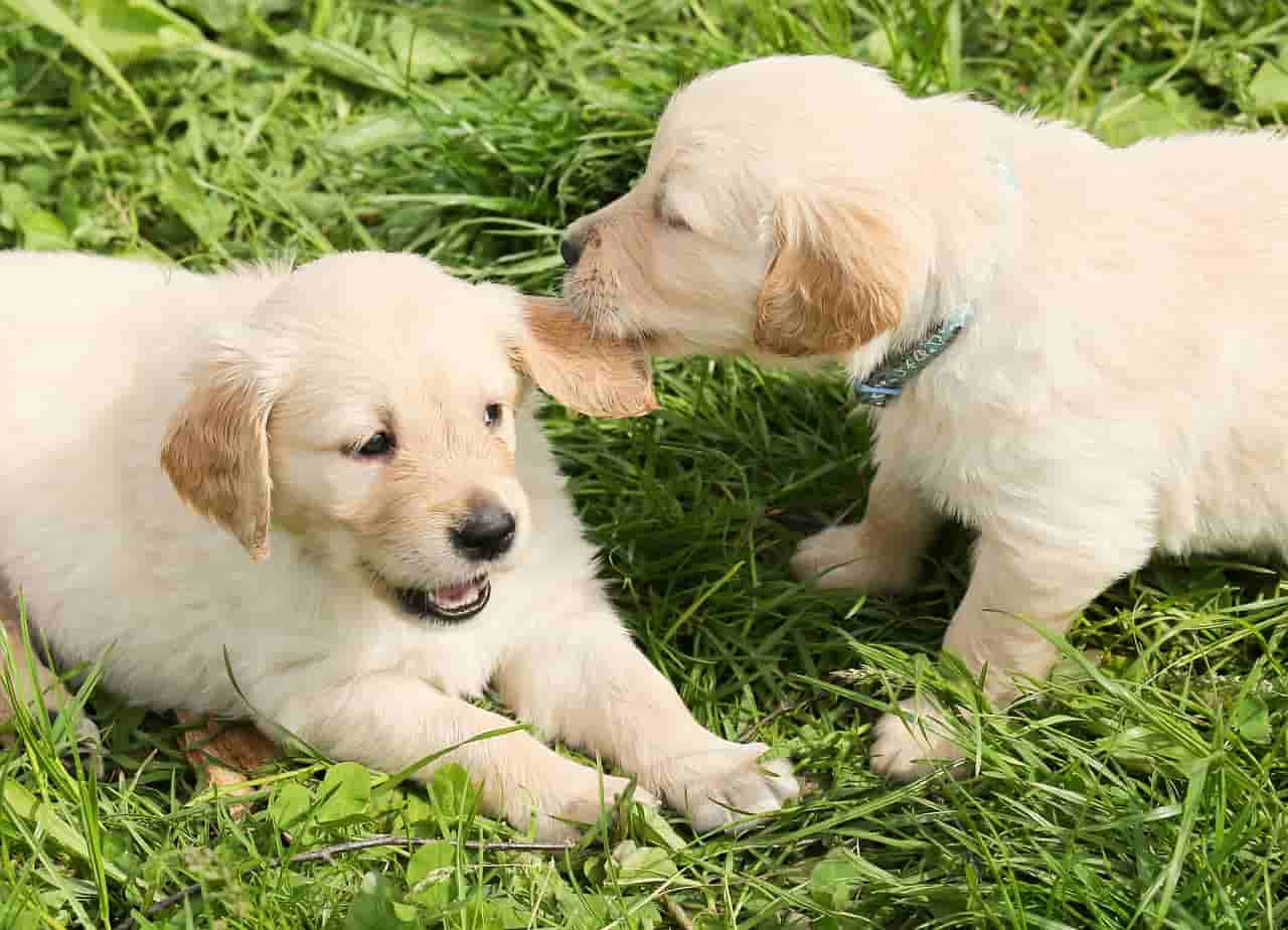 nomi per coppie di cani