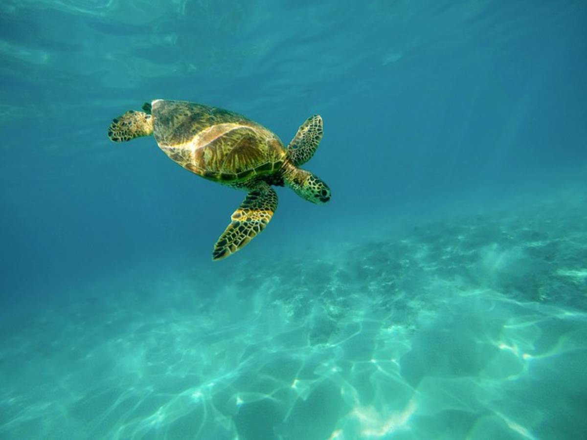 curiosita sulle tartarughe marine