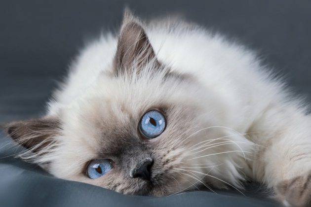 Carattere Del Gatto In Base Al Colore